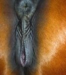 Mare pussy winking 👉 👌 Mare Horse Orgasm Porn Sex Pictures P